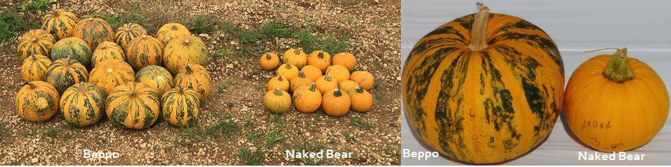 'Beppo' and 'Naked Bear'