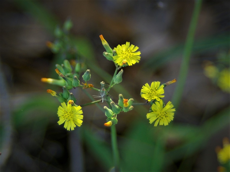 Golden-yellow flowers of Asiatic false hawksbeard.