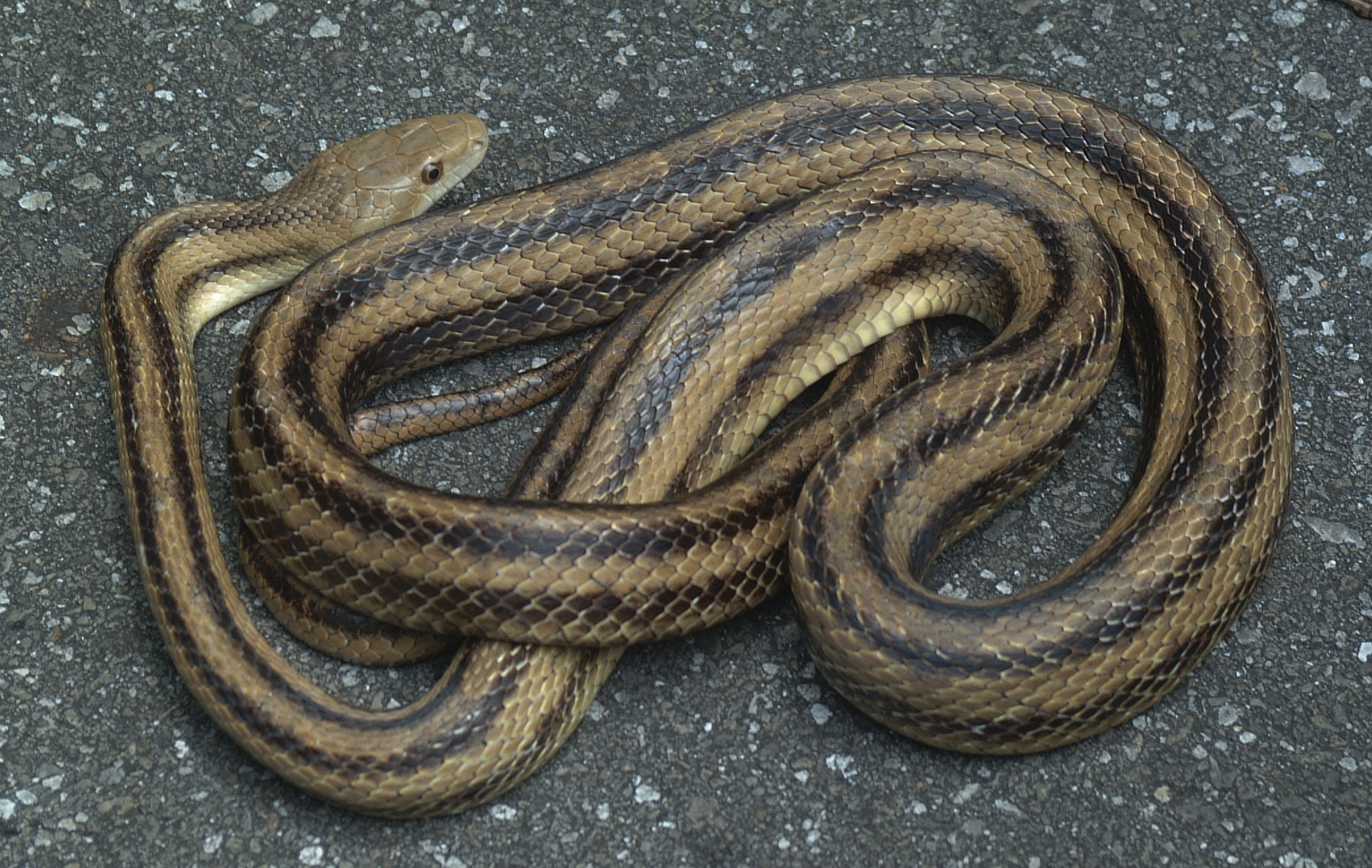 A yellow rat snake on what appears to be an asphalt road. 