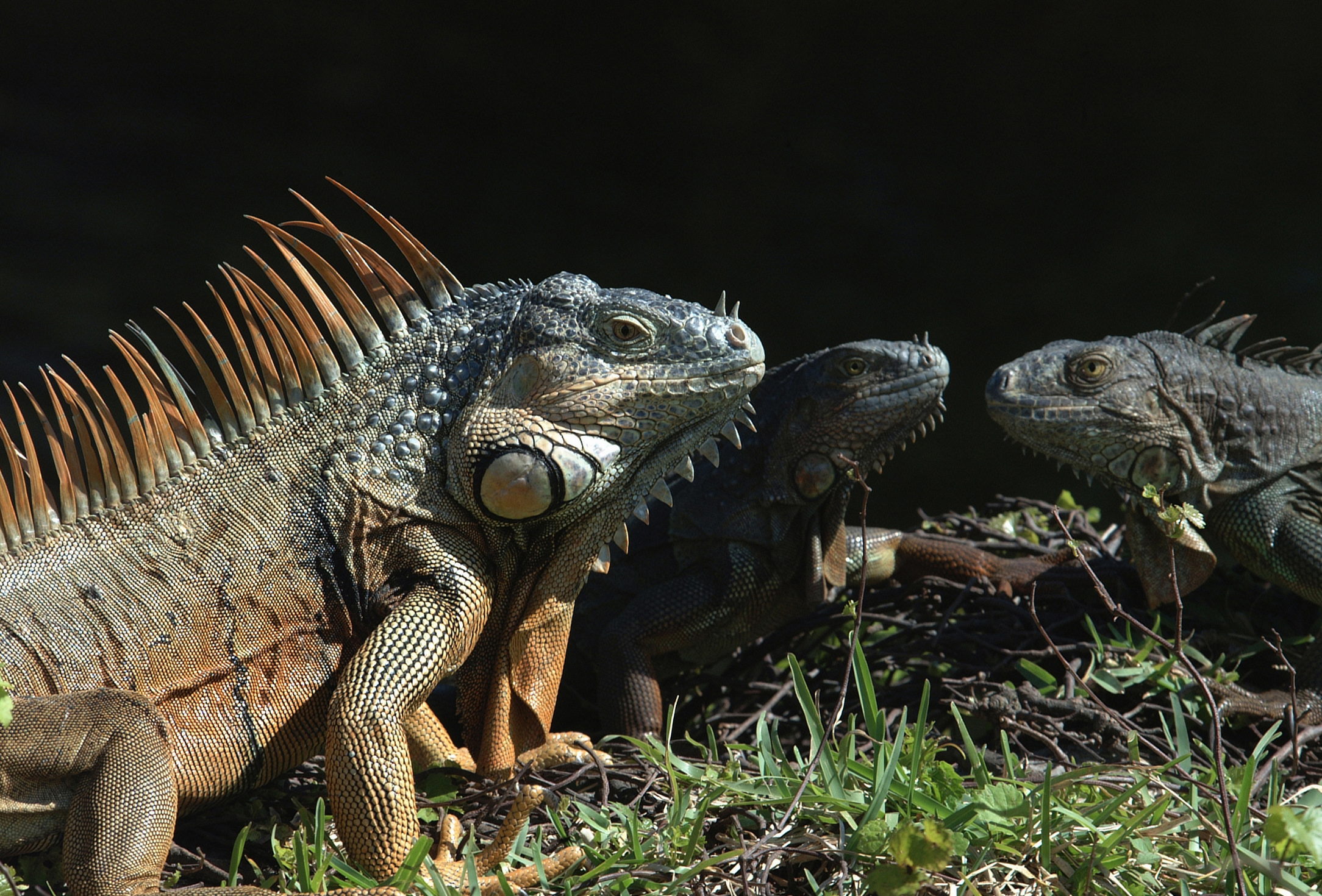 Adult green iguanas males and females, in Broward County near the University of Florida’s Fort Lauderdale Research and Education Center.