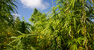 Hemp at the UF/IFAS Plant Science and Research Education Unit (PSREU). Photo taken 08-11-23. UF/IFAS Photo by Cat Wofford.