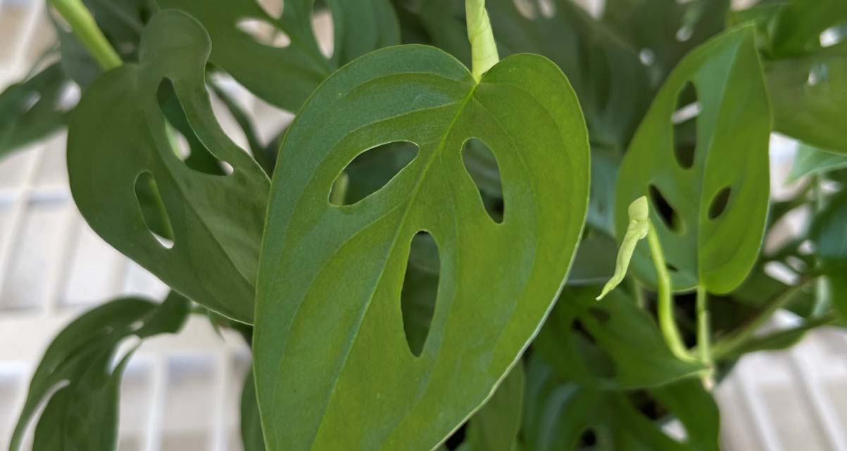 Leaves of Monstera adansonii houseplant.