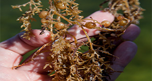 A species of seagrass being held in a hand. 2010 Annual Research Report Photo. UF/IFAS Photo by Tyler Jones.