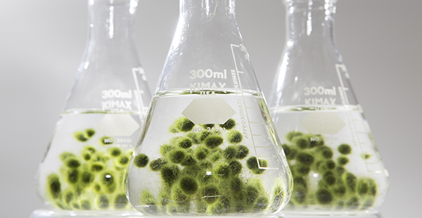 Flasks containing water and balls of algae.