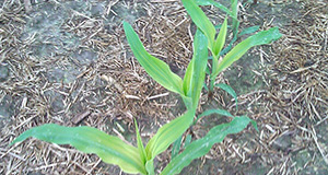 Leaves of corn plants showing signs of sulfur deficiency.