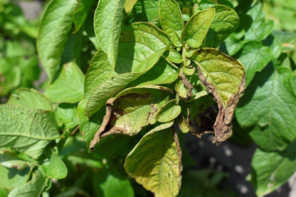 Leaves of a potato plant that are yellowing, wilting, and dying due to potassium deficiency.