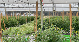 Various types of green leafy plants and crops in rows under high tunnel greenhouse.