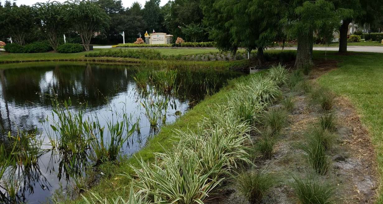 A low-maintenance vegetation area around a pond protects the water from common pollutants.