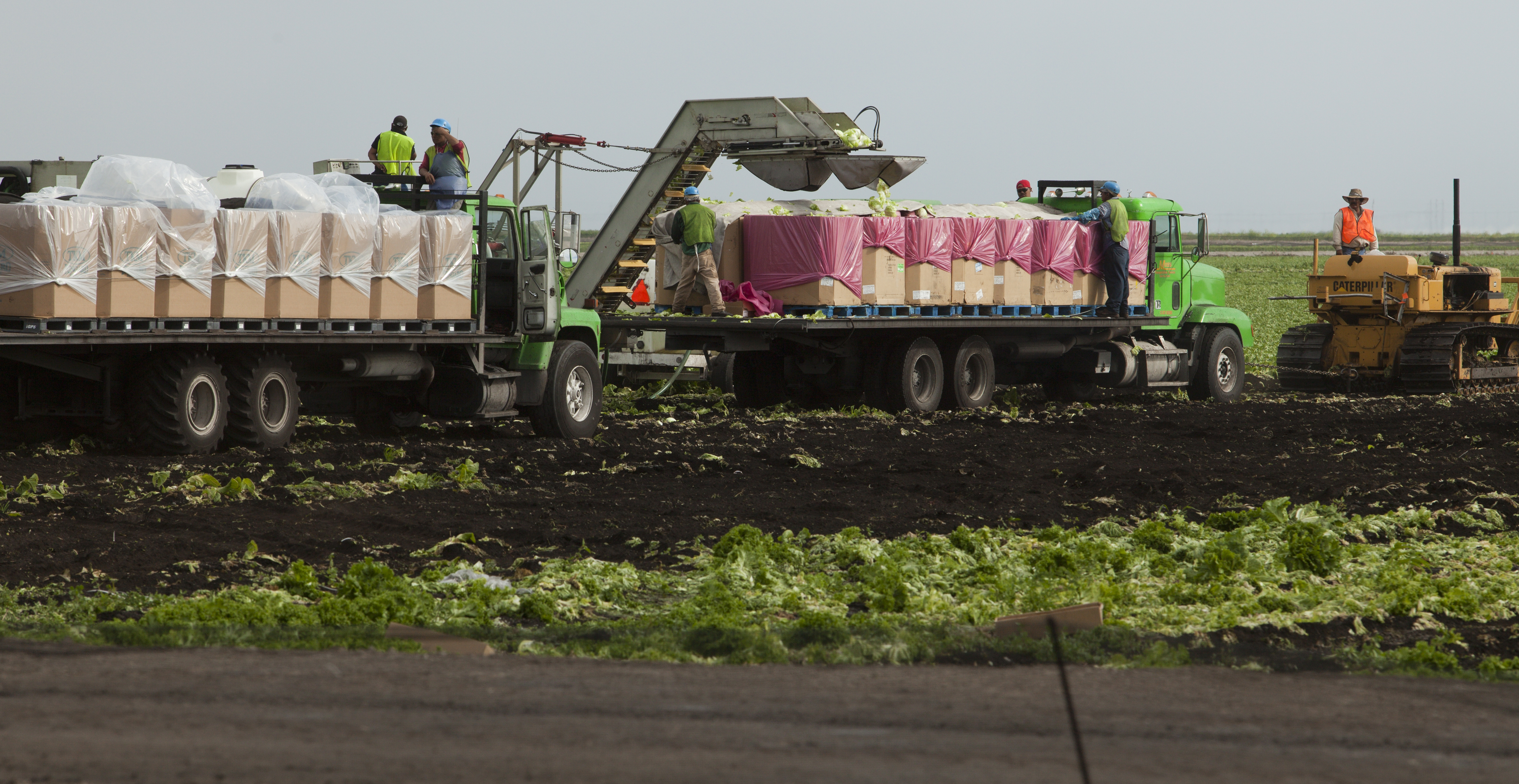 Farmers loading truck with lettuce.