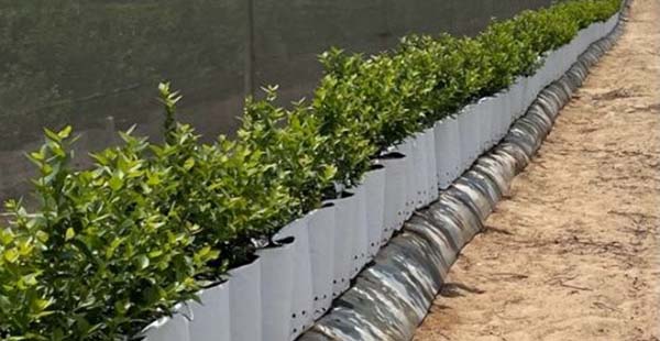 A row of blueberry plants growing in containers.