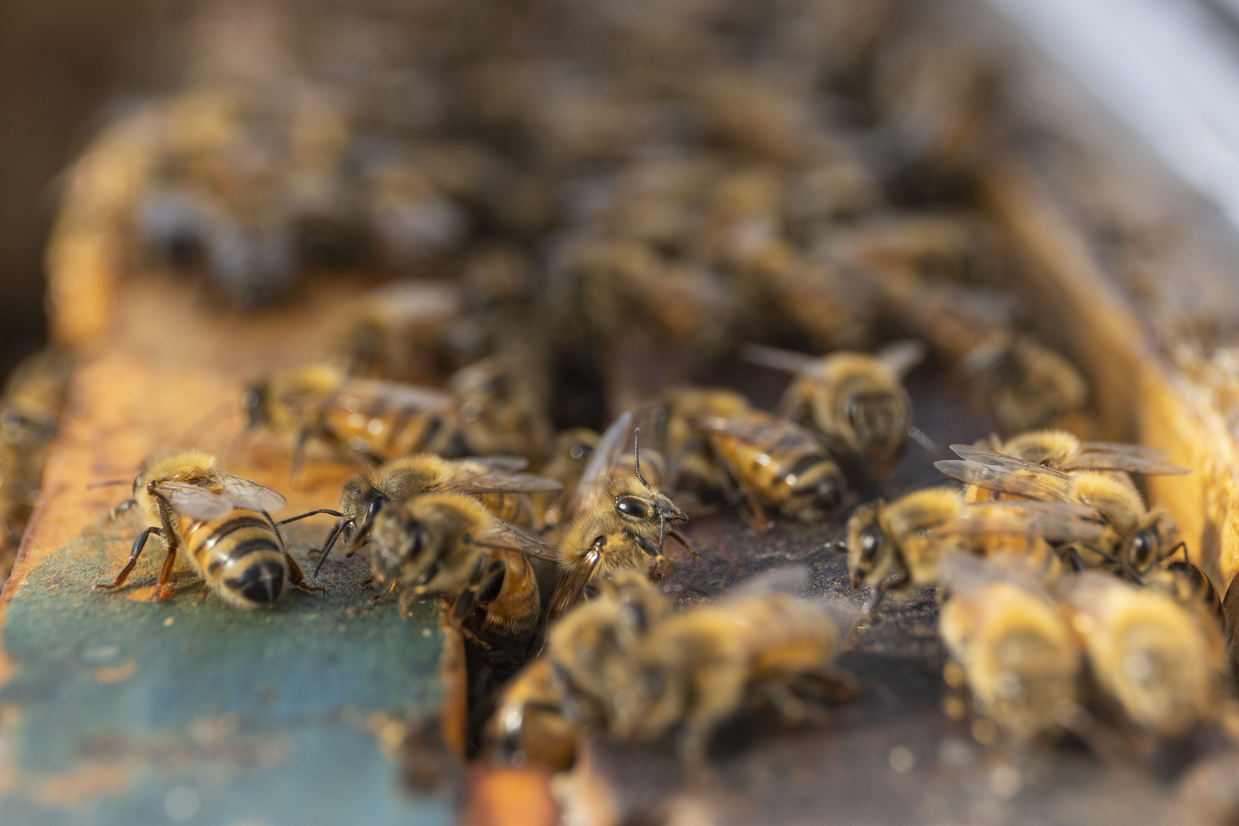 Close-up of bees in a beehive.