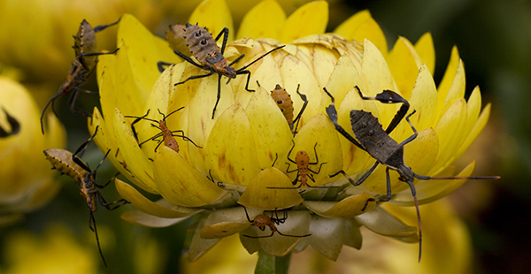 Several leaf-footed bugs covering a yellow flower.