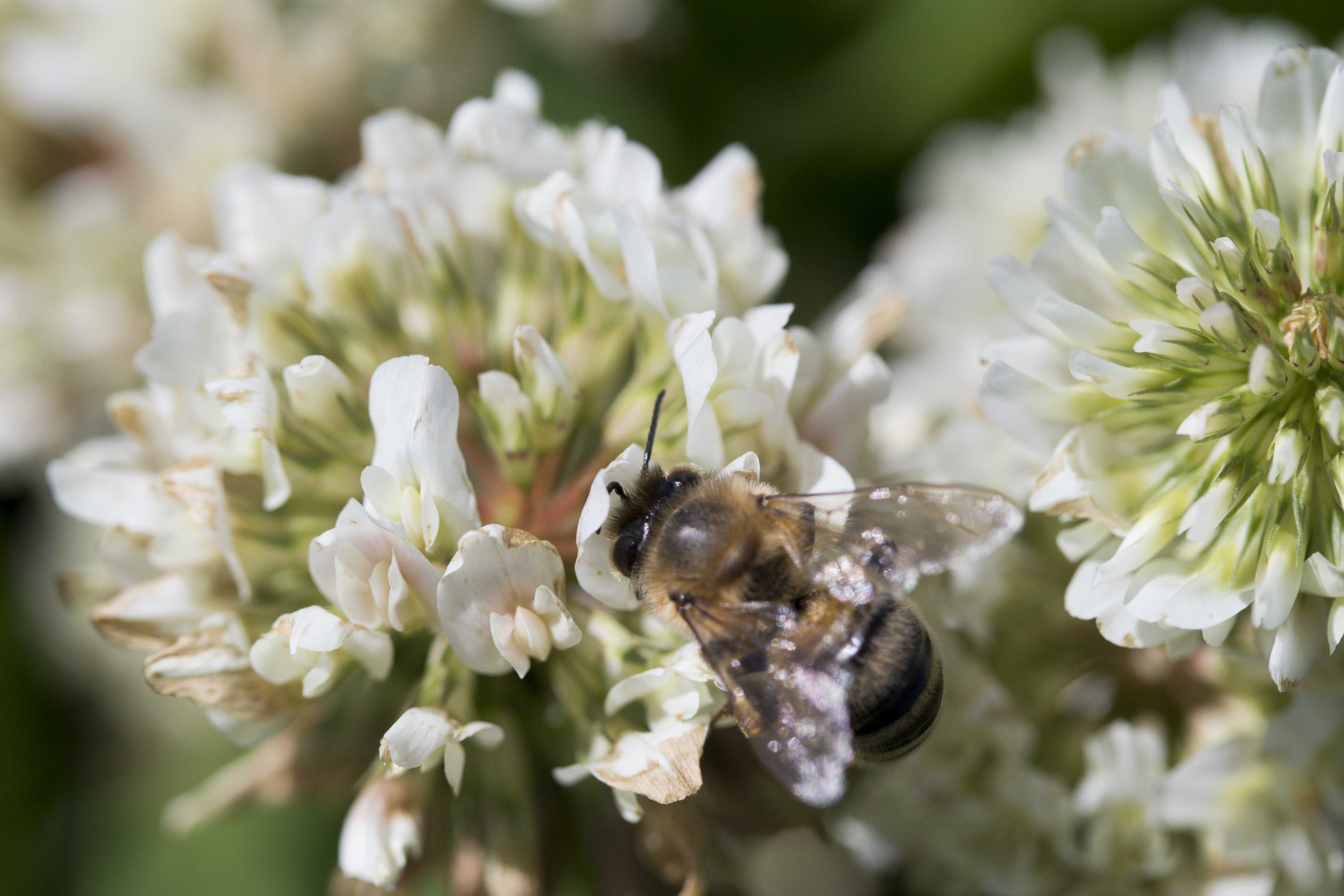 A honey bee on white clover. UF/IFAS photo taken 04-18-18
