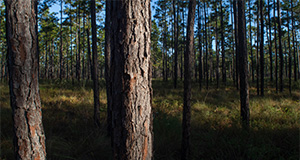 Pine trees in a forest at Ordway-Swisher Biological Station. Photo taken 10-18-23. UF/IFAS Photo by Tyler Jones.