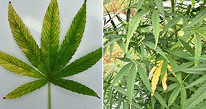 Bacterial spot infecting hemp leaves, some of which are entirely yellow with brown spots along the edges, while others are green with faded yellow and brown spots along the edges.