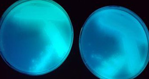 Pseudomonas syringae strains fluorescing under UV light. Credits: K. Fullem.