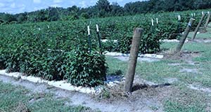 Rows of blackberry bushes using parallel trellis system.