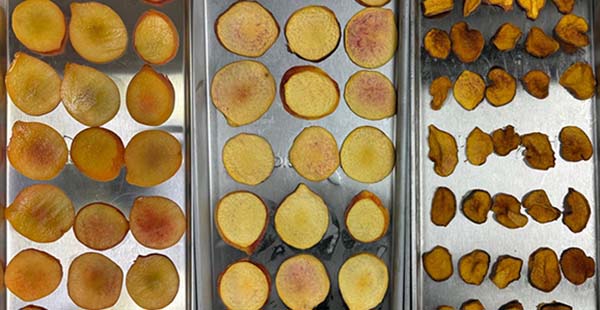 Trays of peaches: fresh (left), freeze-dried (middle), and dehydrated (right).