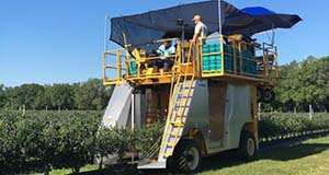 Blueberry machine harvester working through row of blueberry bushes.