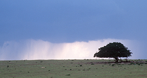 Storm rising over a farm. Credits: UF/IFAS File Photo.
