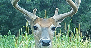 White-tailed buck with antlers still in velvet. Credit: UF/IFAS CHeRI.