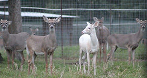 Yearling bucks recently worked to cut their antlers. This is crucial to keep bucks together in the same pen during the rut season. Credit: Juan M. Campos Krauer, UF/IFAS.