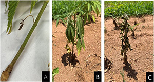 Red imported fire ant damage on hemp plants at UF/IFAS WFREC in Jay, Florida. (A) Fire ants attack the hemp stem, chewing and girdling the stem of the plant. (B) Wilting of hemp plant due to damage to roots and stem. (C) Death of hemp plant due to fire ant damage. Credits: Hardeep Singh.
