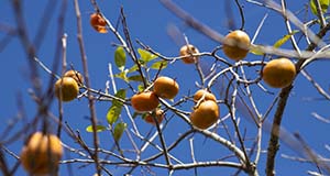 Tree branches bearing persimmon fruit but very few leaves.