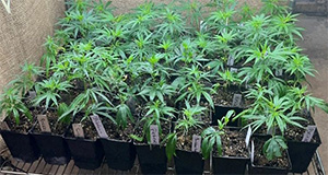 Propagated female hemp clones to be transplanted for outdoor production. Credits: Andres Bejarano Loor, UF/IFAS Tropical Research and Education Center.