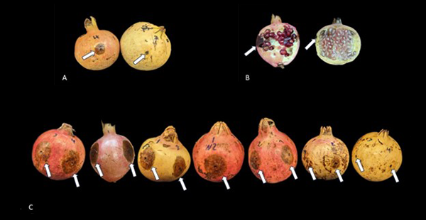 Comparison chart of two pomegranate cultivars with fruit rot lesions.
