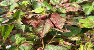 Severe K deficiency with reddish-brown leaves curled up around the margins. Credit: Kulpreet Singh.