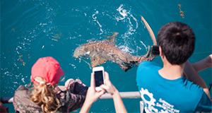A student takes a photo of a nurse shark with her phone. UF/IFAS Photo by Amy Stuart.