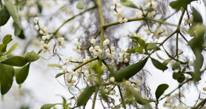 Mistletoe. Photo taken 12-21-21. UF/IFAS Photo by Tyler Jones.