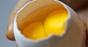 Double yolk egg. Credits: Gary D. Butcher.