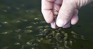 Feeding fish grown in aquaculture.