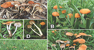 Morphology of Marasmius vagus. Photos of fresh specimens highlight the vibrant orange cap coloration, the bright white stipe, and the white, closely-spaced gills. Mushrooms of Marasmius vagus typically grow in clusters and may sometimes form large congregations or partial fairy rings. Credits: Sarah Prentice and Matthew Smith.