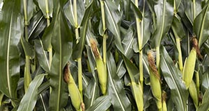 Close-up of corn crop.