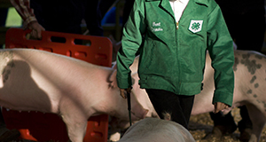 4-H student walking pig at livestock show and competition.