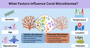 Infographic of the different factors influencing coral microbiomes: genetics, age, reproduction, temperature, location, and pollution.