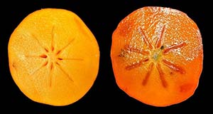 Astringent persimmon (left) at firm stage and non-astringent permission (right) after ripening at room temperature.