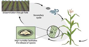 Infographic showing, one aspect of the tar spot disease cycle where high humidity releases spores from infection, which spreads by wind through fields and infects other maize plants.