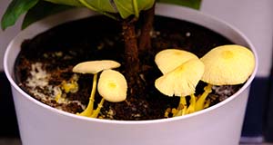 Mushroom (Leucocoprinus birnbaumii) fruiting in clusters from potting soil in an indoor plant.