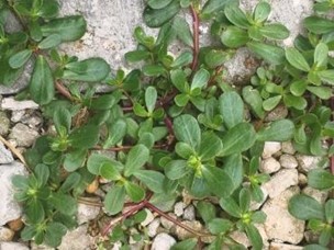 Purslane, with smooth leaves and red stems, growing prostrate from the ground.