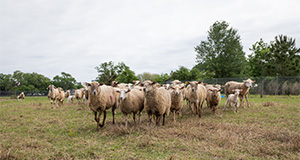 Sheep in a pasture. Photo taken 04-01-21. UF/IFAS Photo by Cristina Carrizosa.