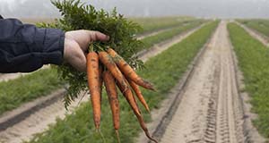 Carrots harvested from field