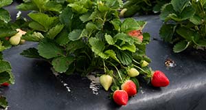 Strawberry plant growing in rows