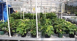 A table in a greenhouse holds pots of green, immature poinsettias growing across the entire surface area while PVC pipes jut out from the table and provide an uncovered canopy above the plants.