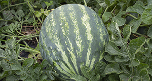 Watermelon grown in field