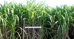 CP 03-1912 mature stalks (>7 feet tall). Credits: Wayne Davidson, Florida Sugar Cane League.