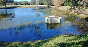 The concrete structure shown is an overflow structure designed to keep water below a certain level by diverting excess water to other nearby water bodies to prevent flooding. The presence of this structure indicates the water body is a stormwater pond. Credits: Michelle Atkinson, 2021, UF/IFAS.